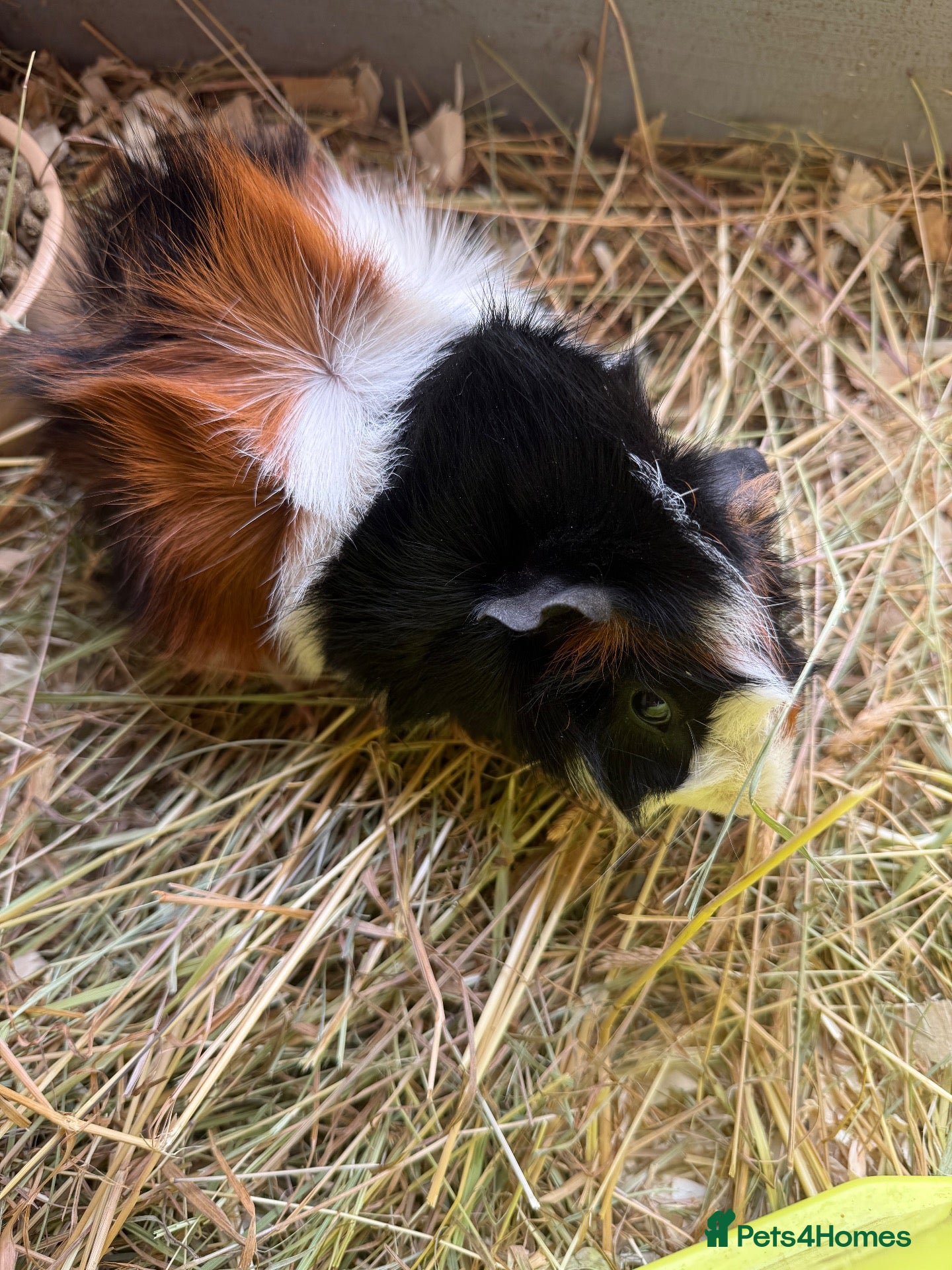 Guinea Pig rodents Abyssinian and Californian Guinea pigs - Advert 1