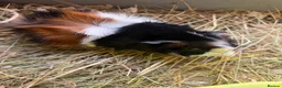 Guinea Pig rodents for sale: Abyssinian and Californian Guinea pigs - Advert 1