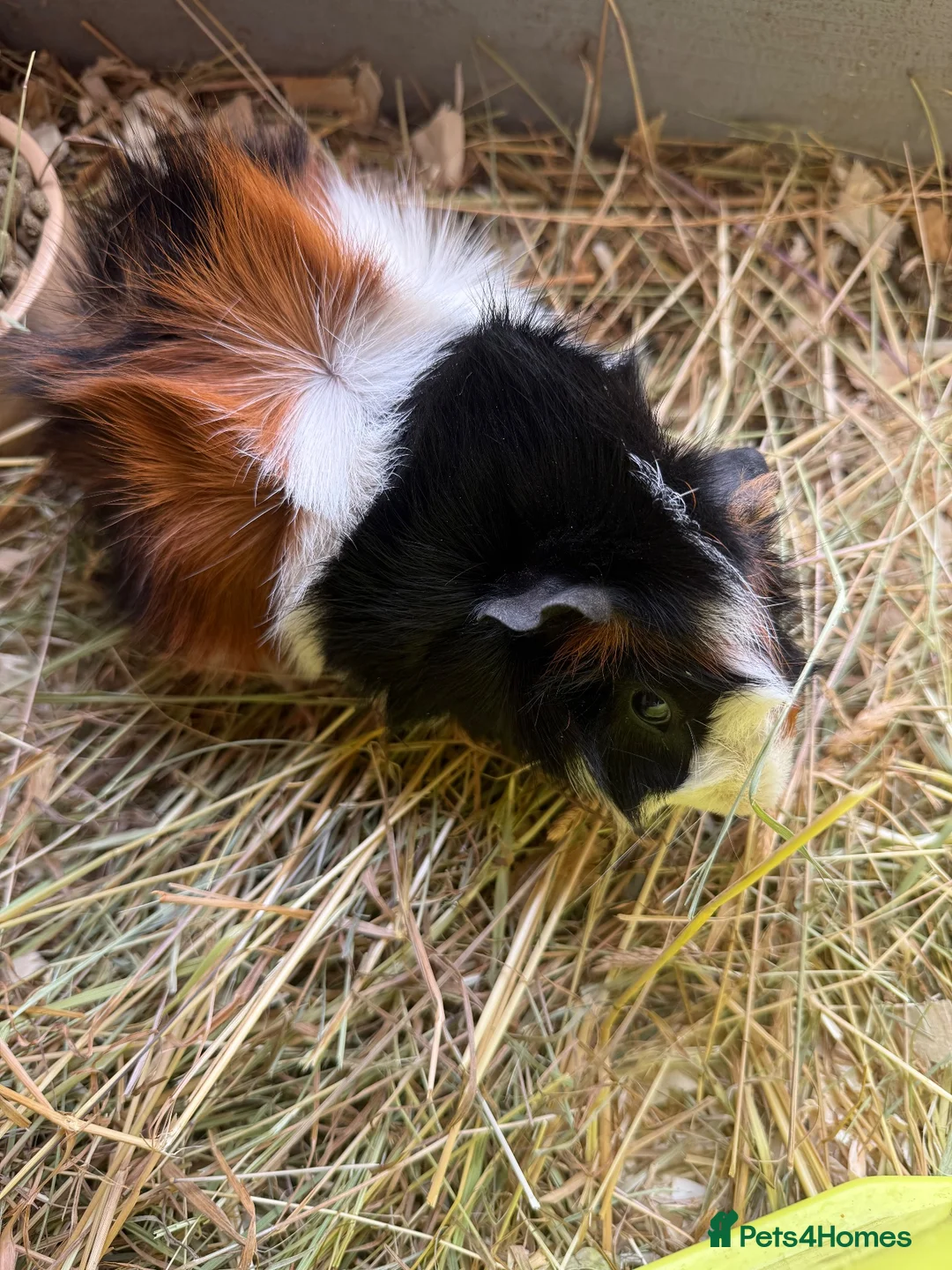 Guinea Pig rodents for sale: Abyssinian and Californian Guinea pigs - Advert 1