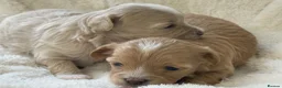 Maltipoo dogs for sale: Stunning Maltipoo’s - Advert 3