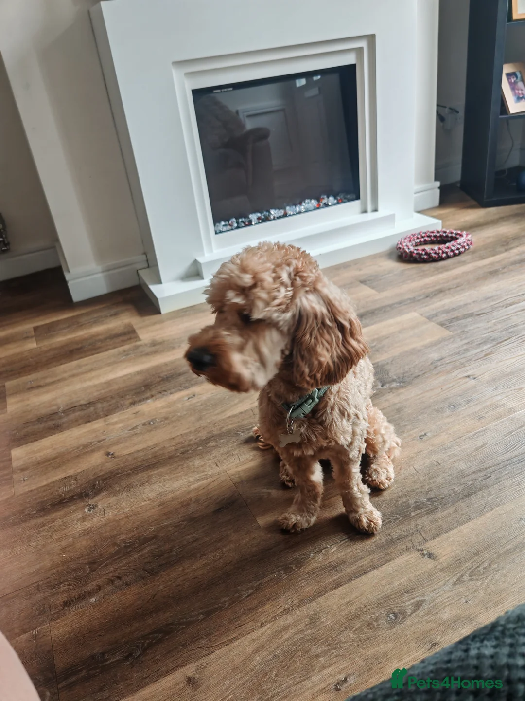 Cockapoo dogs for sale: Cockapoo male just over 4 years old - Advert 2