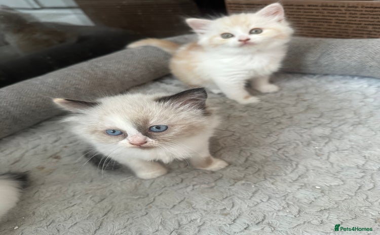 Mixed Breed cats - Advert 10