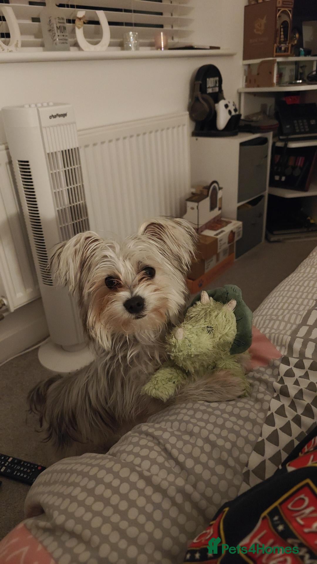Morkie dogs 8 Month old Morkie Bobby - Advert 13
