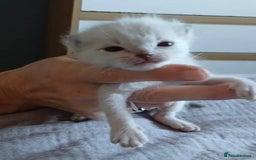 Ragdoll cats for sale: 3 blue lynx and 1  blue Ragdoll x Bengal kittens  - Image 16
