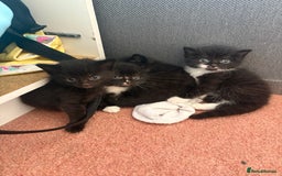 Domestic Shorthair cats for sale: Baby house cat kittens  - Image 10