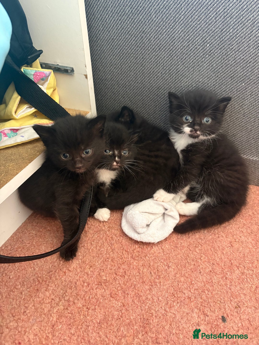 Domestic Shorthair cats for sale: Baby house cat kittens  - Image 10