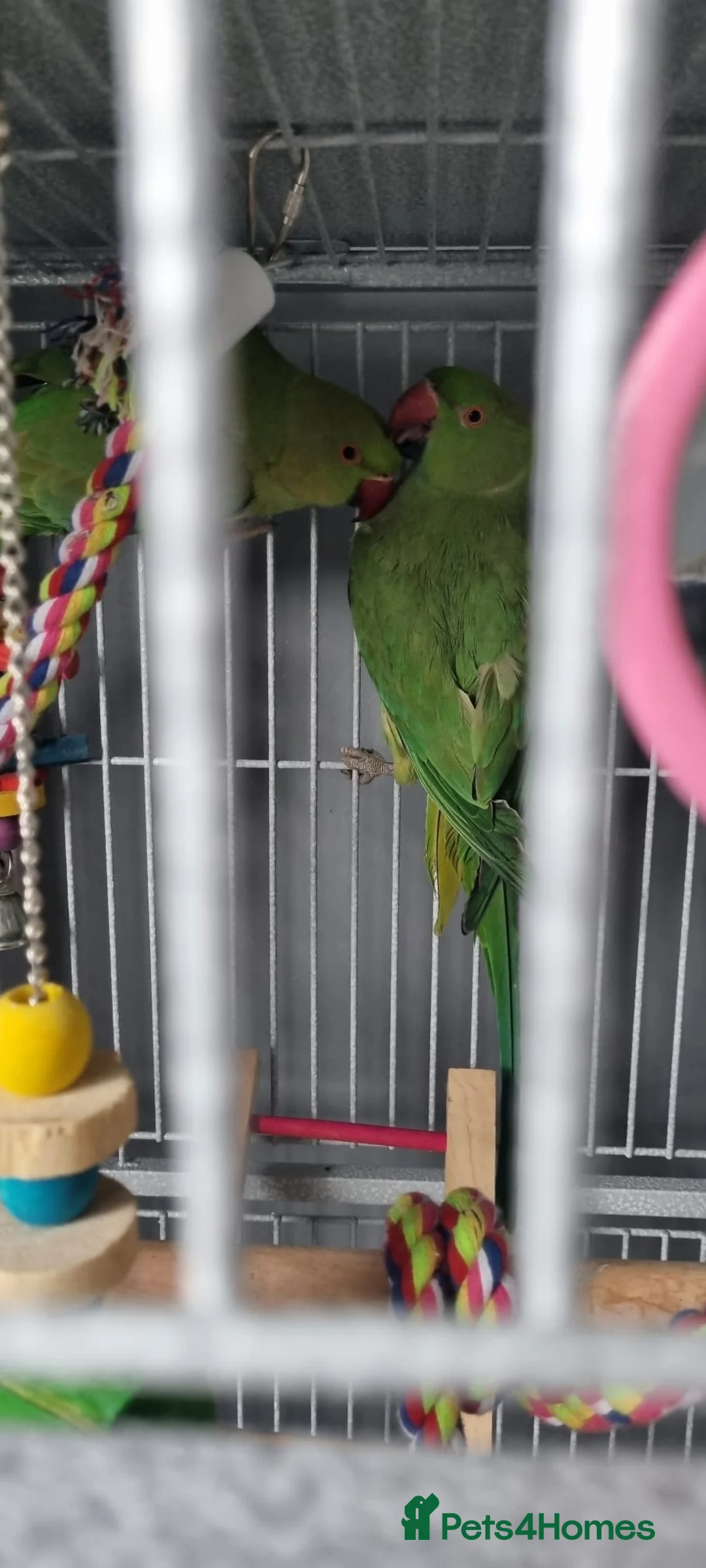 Parrots birds for sale: PARROT 🦜 india ring neck boy/girl large cage - Advert 4