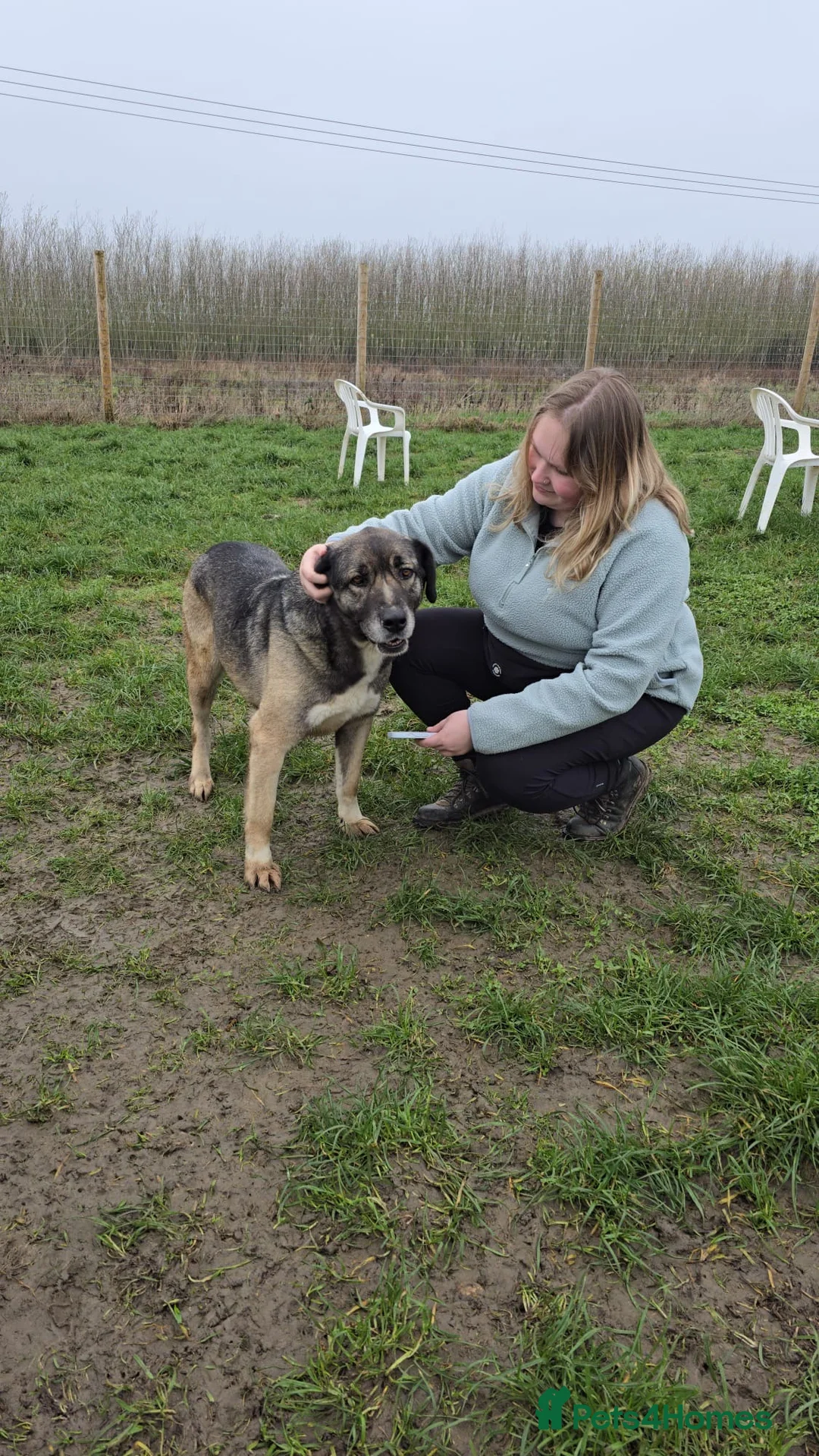 Mixed Breed dogs for adoption: Tully is waiting for a family (female only) in Worcester - Advert 2