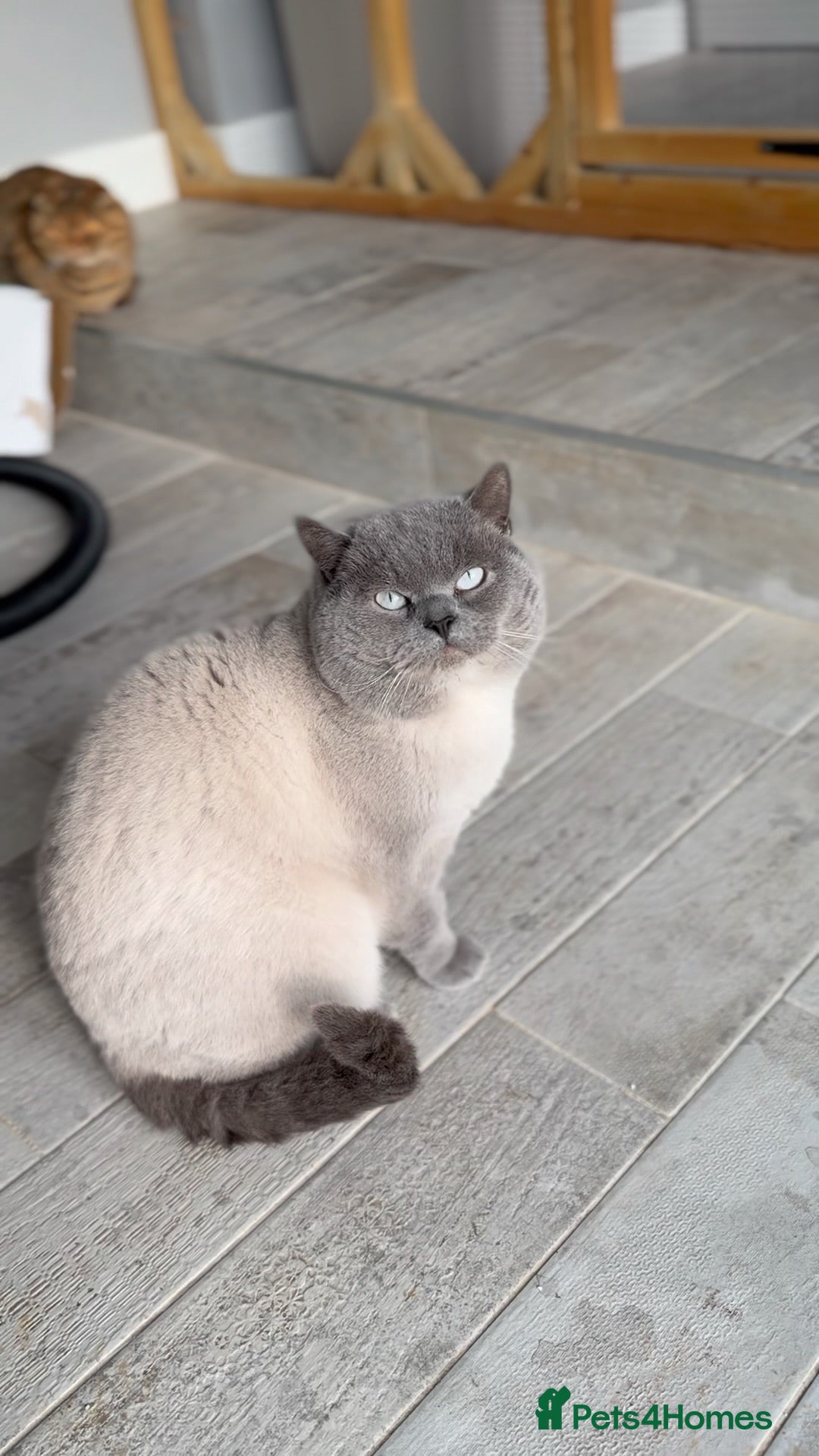 British Shorthair cats for stud: GCCF ACTIVE COLOURPOINT STUD in Ingatestone - Advert 1