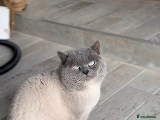 British Shorthair cats GCCF ACTIVE COLOURPOINT STUD in Ingatestone - Advert 21