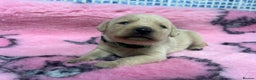Labrador Retriever dogs for sale: 2 Labrador Retrievers girls left  - Advert 29