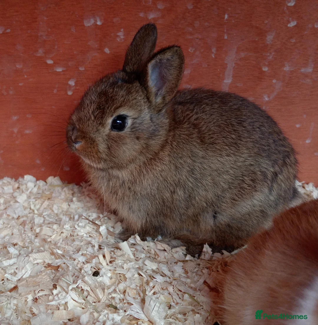 Mixed Breed rabbits for sale: Beautiful baby bunny for sale in Preston - Advert 2
