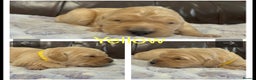 Golden Retriever dogs for sale: KC DNA tested gorgeous golden retriever puppies  - Advert 22