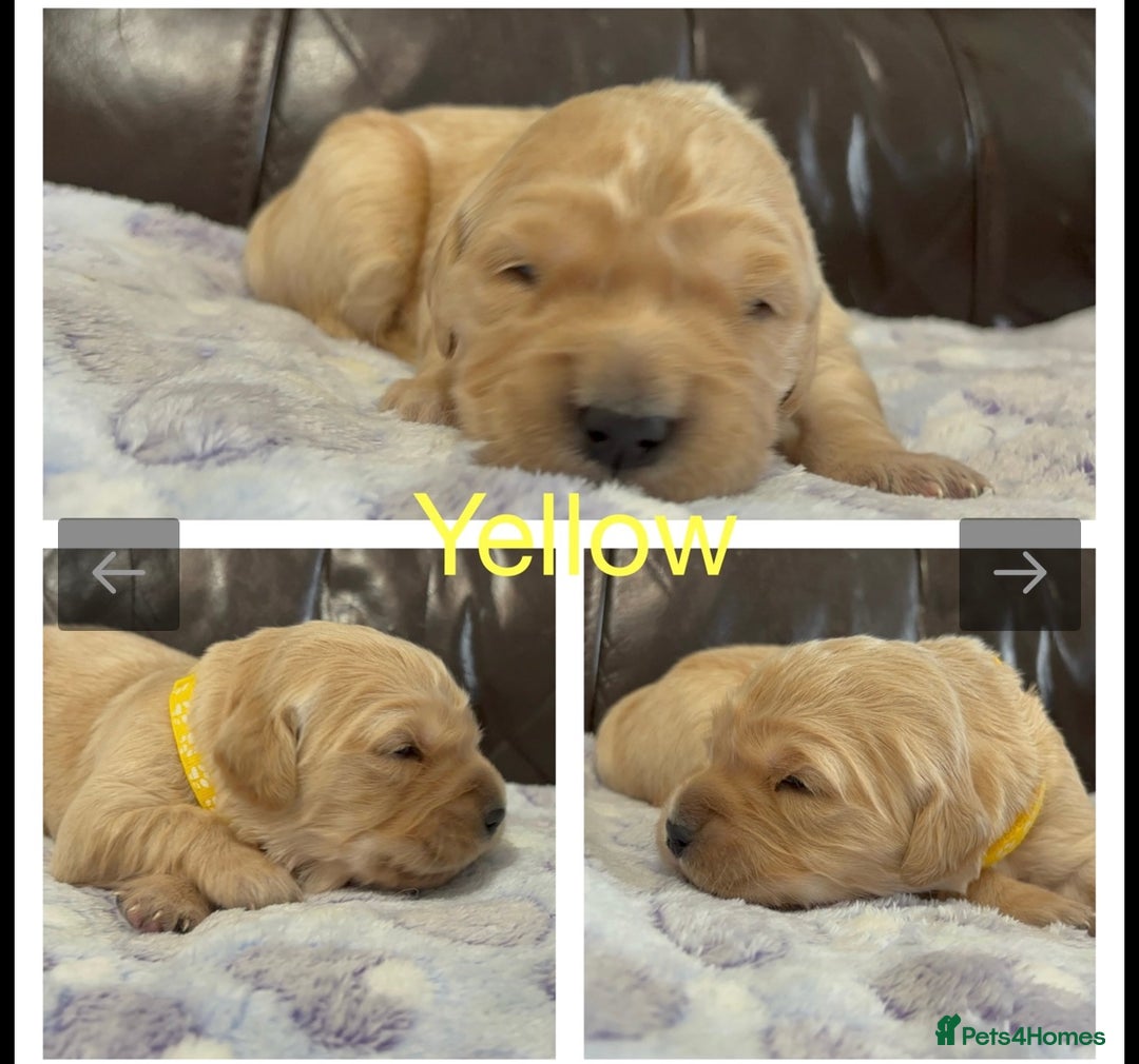 Golden Retriever dogs for sale: KC DNA tested gorgeous golden retriever puppies  - Advert 22