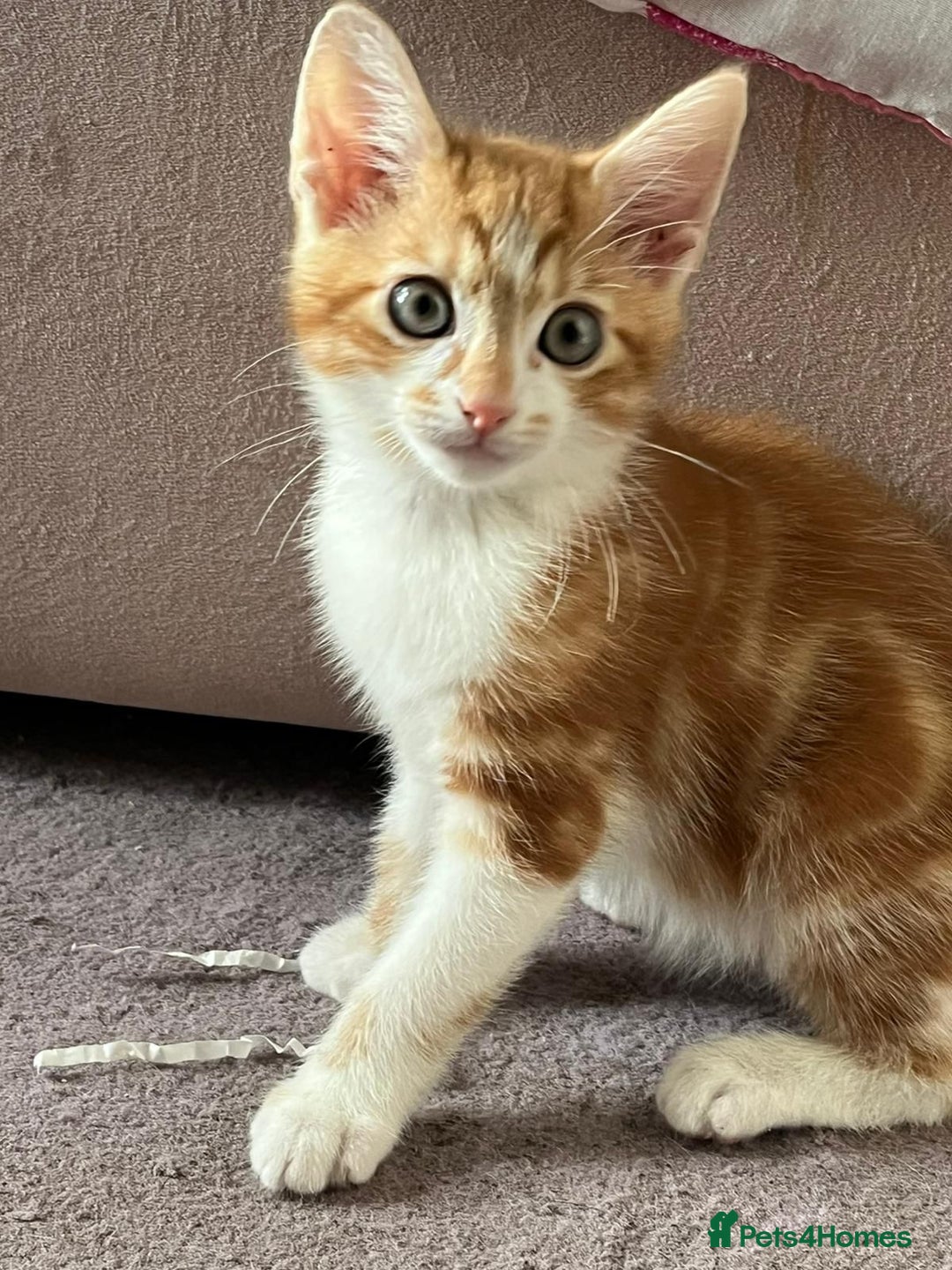 British Shorthair cats for sale: One ginger male and one female torti kitten. - Advert 2