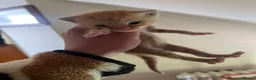 Mixed Breed cats for sale: Kittens - Advert 3