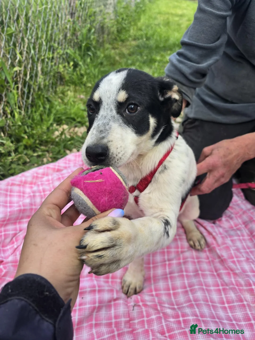 Mixed Breed dogs for adoption: MAKI  - Advert 2