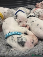 Dalmatian dogs Dalmatians for Sale (Last Girl / 4 Boys Left) - Advert 5