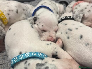 Dalmatian dogs Dalmatians for Sale (Last Girl / 4 Boys Left) - Advert 3