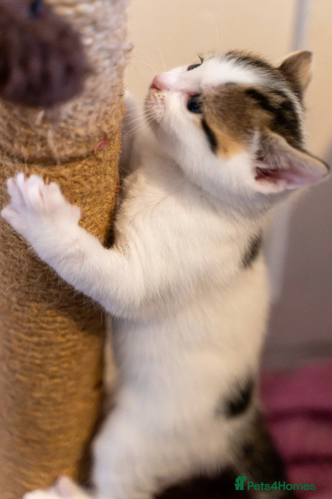 Mixed Breed cats for sale: Two playful kittens for rehoming in Bridgwater - Advert 2