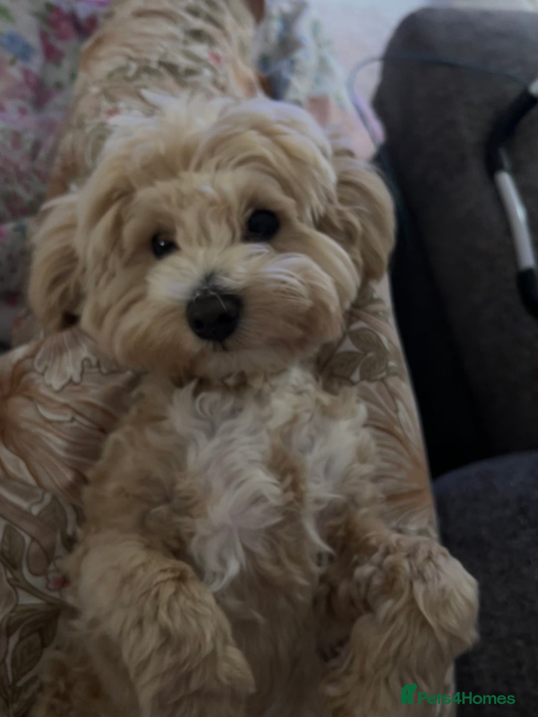 Maltipoo dogs for sale: Champagne and white, extensively health tested - Image 15