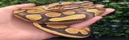 Python Snake reptiles for sale: Juvenile ball pythons - Advert 2