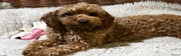 Cavapoo dogs for sale: F1B 2y.o. Female Cavapoo+Vetchecked+Health Tested. - Advert 4