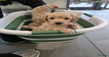 Toy Poodle dogs - Advert 1