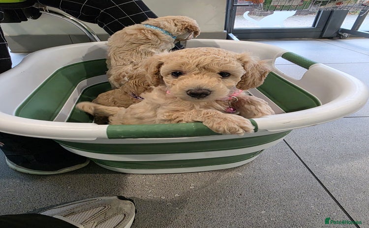 Toy Poodle dogs - Advert 4