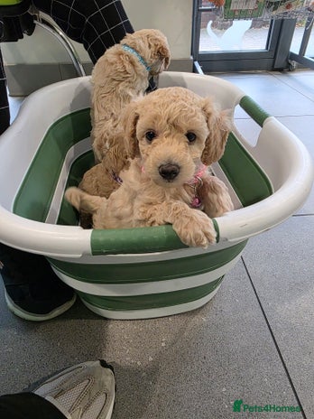 Toy Poodle dogs - Advert 4