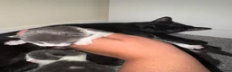 Domestic Shorthair cats for sale: LovelyLitter of 5 Healthy Kittens ready to reserve in Wednesbury - Advert 6