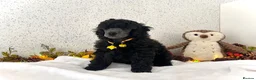 Miniature Poodle dogs for sale: 🌟RARE Silver Miniature Poodle Puppies DNA CLEAR🌟 - Advert 5