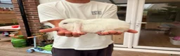 Mini Lop rabbits for sale: Beautiful Mini Lops Litter - Advert 4