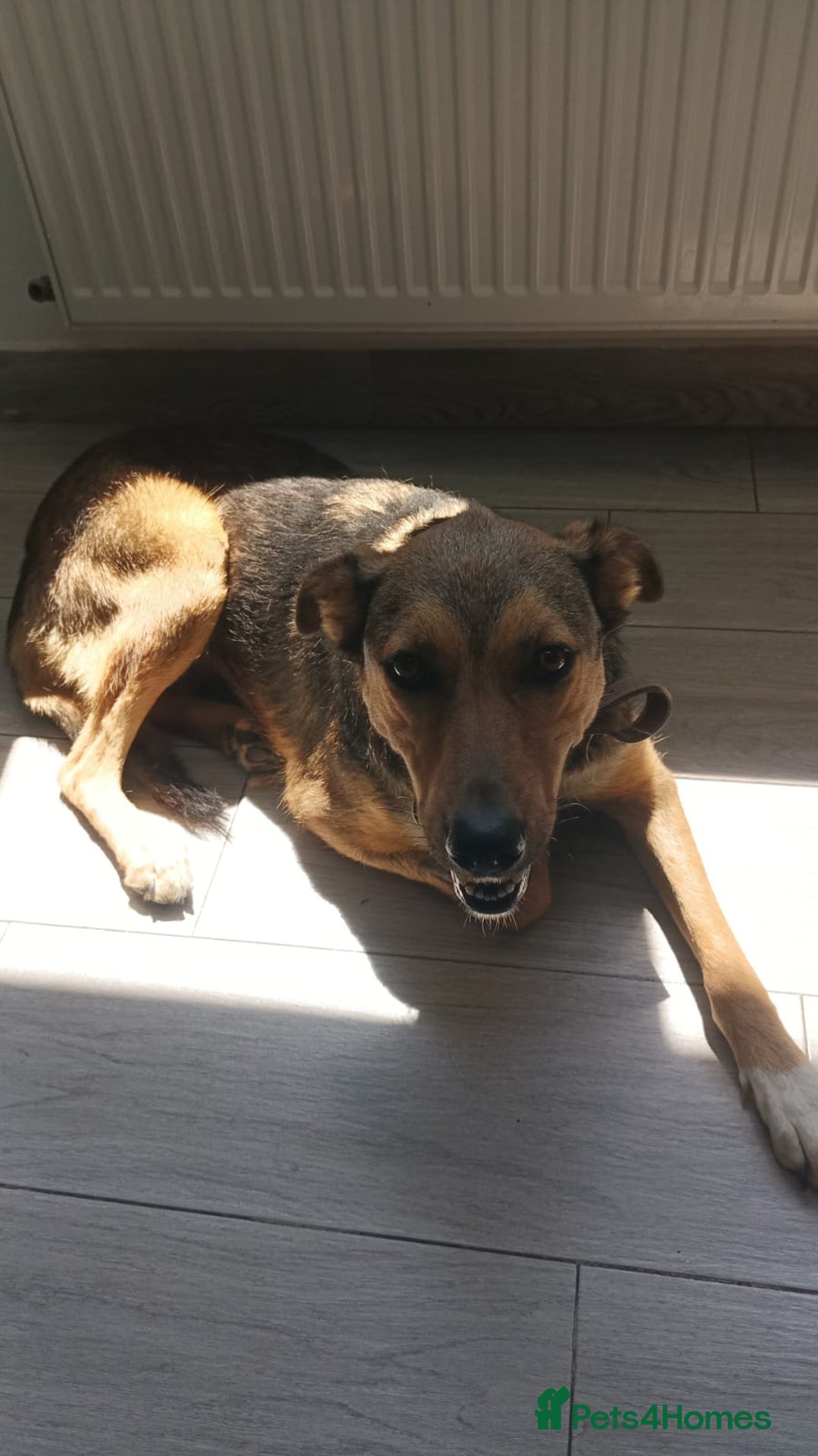 Mixed Breed dogs for adoption: LOLITA, a Superb young Girl - for a Loving HOME - Image 25