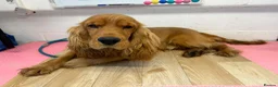 Cocker Spaniel dogs for sale: Kc registered boy  - Advert 9