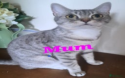 Mixed Breed cats for sale: Sweet Scottish mix kittens in Sutton - Image 2