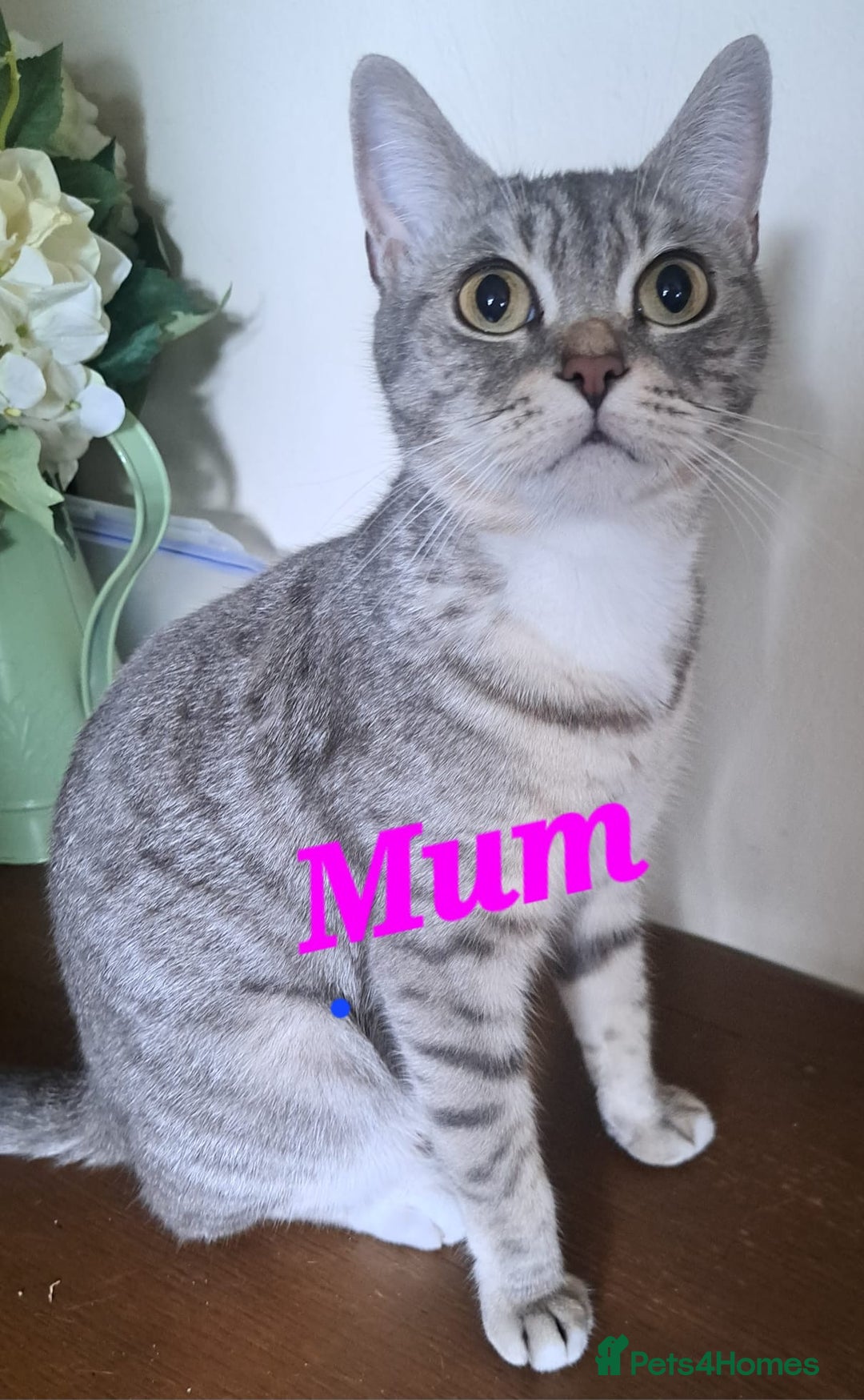 Mixed Breed cats for sale: Sweet Scottish mix kittens in Sutton - Image 2