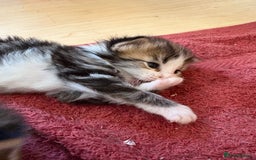 British Shorthair cats for sale: 11 SHORTHAIRED AND LONGHAIRED KITTENS - Image 34