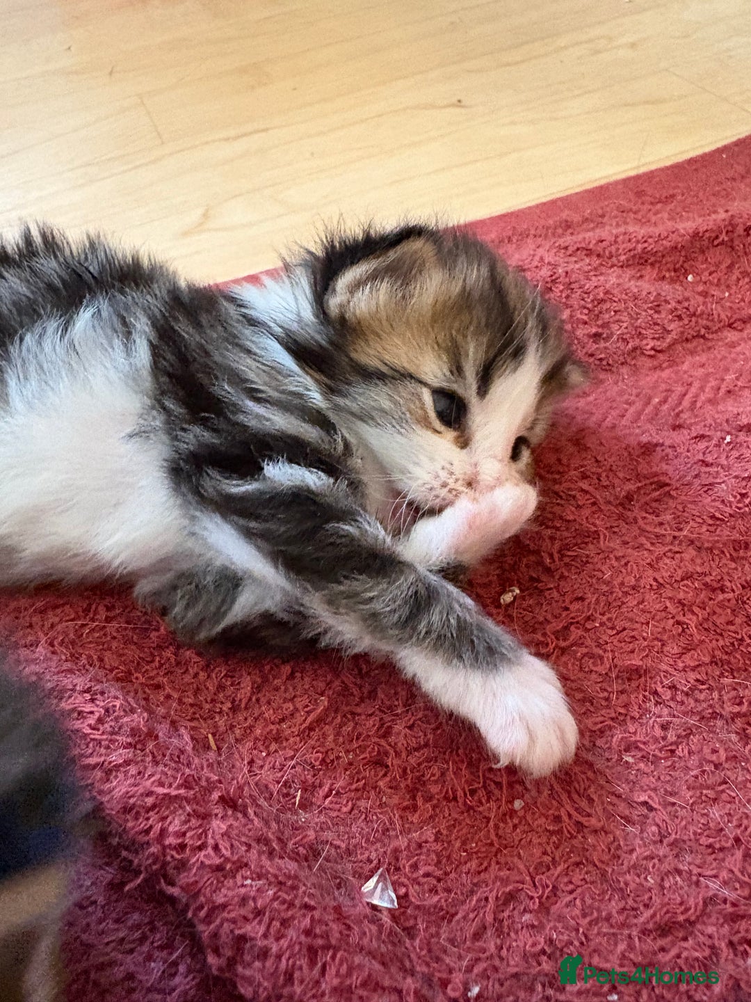 British Shorthair cats for sale: 11 SHORTHAIRED AND LONGHAIRED KITTENS - Image 34