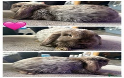 Mini Lop rabbits for sale: 💙🩷Beautiful Mini Lops🩷💙 - Image 5