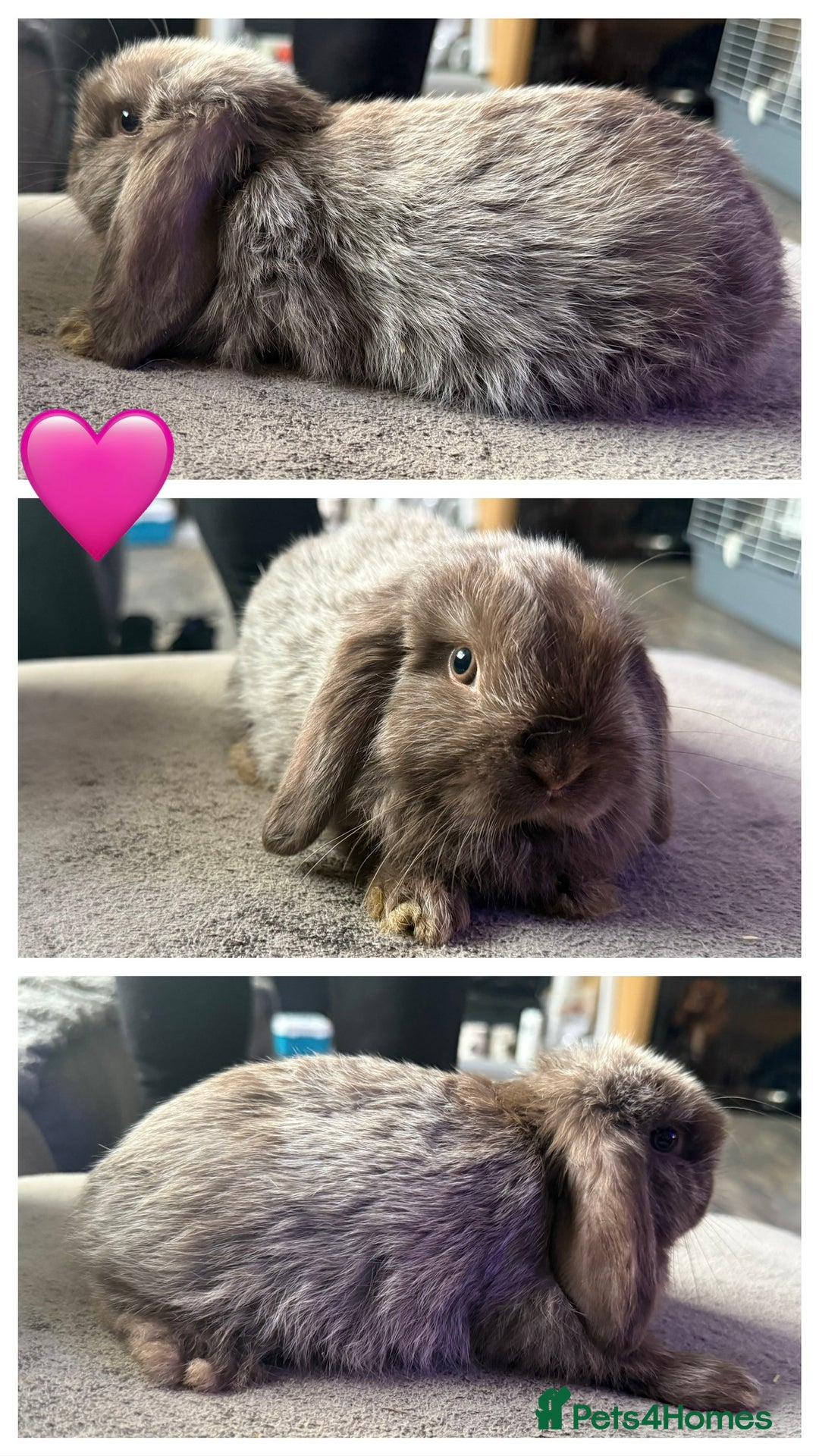 Mini Lop rabbits for sale: 💙🩷Beautiful Mini Lops🩷💙 - Image 5