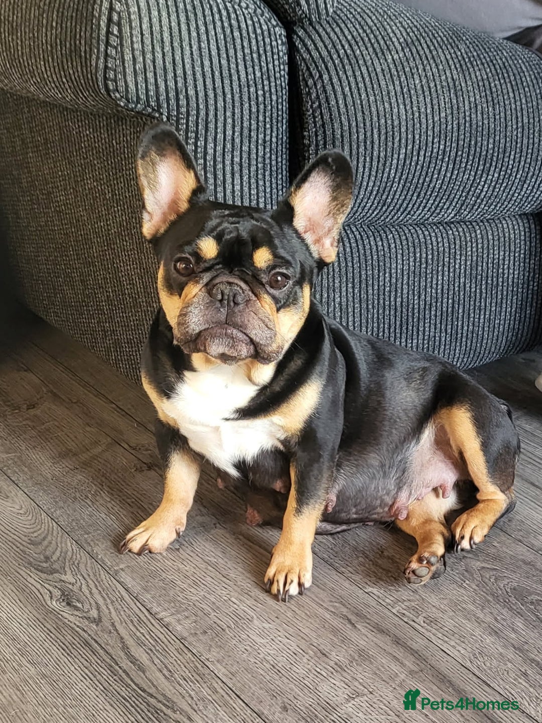 French Bulldog dogs for sale: 6 beautiful litter of French Bulldogs - Advert 7