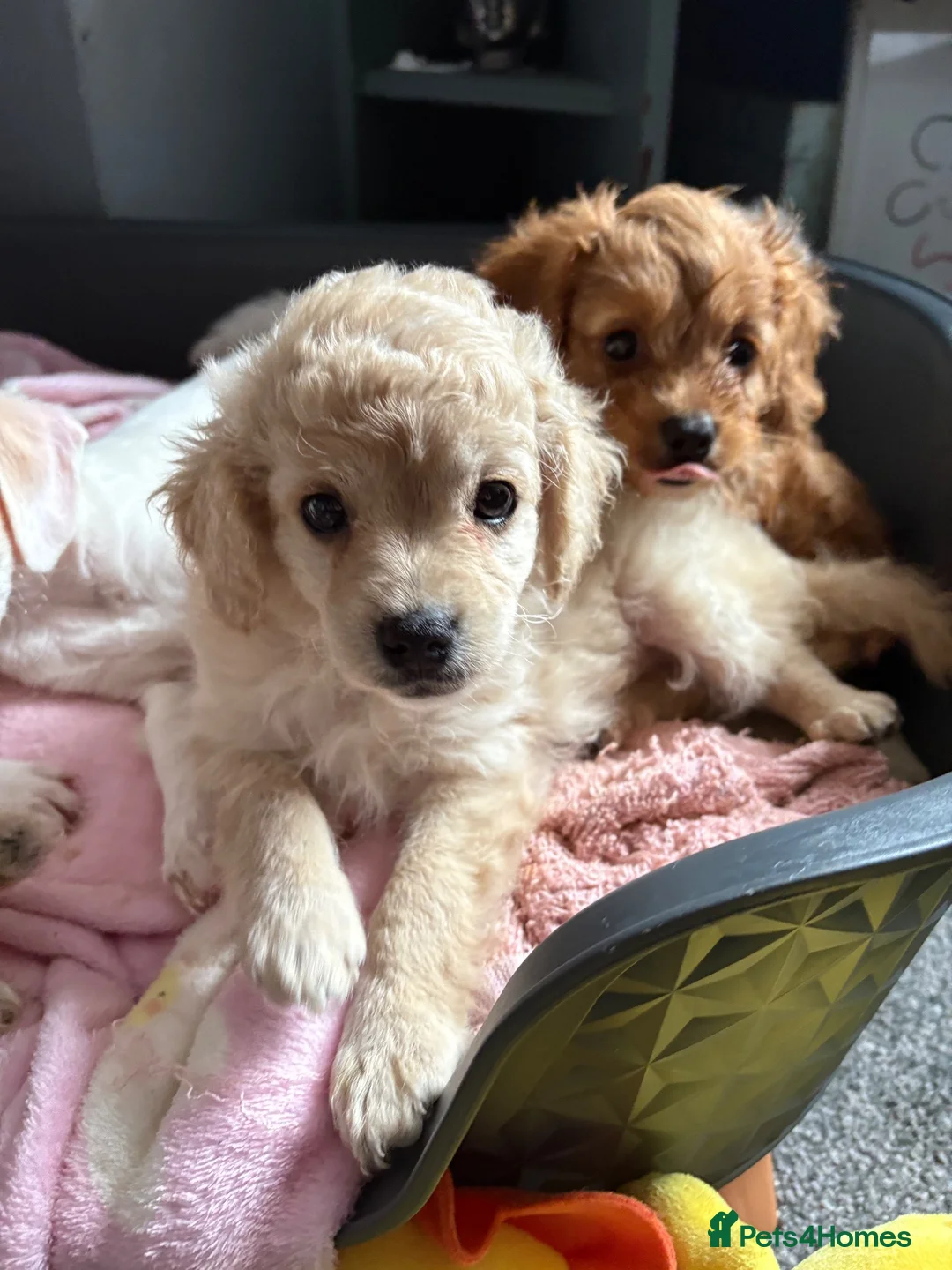 Mixed Breed dogs for sale: 1 girl and 1 boy cavapoochonJacks in Warrington - Advert 2