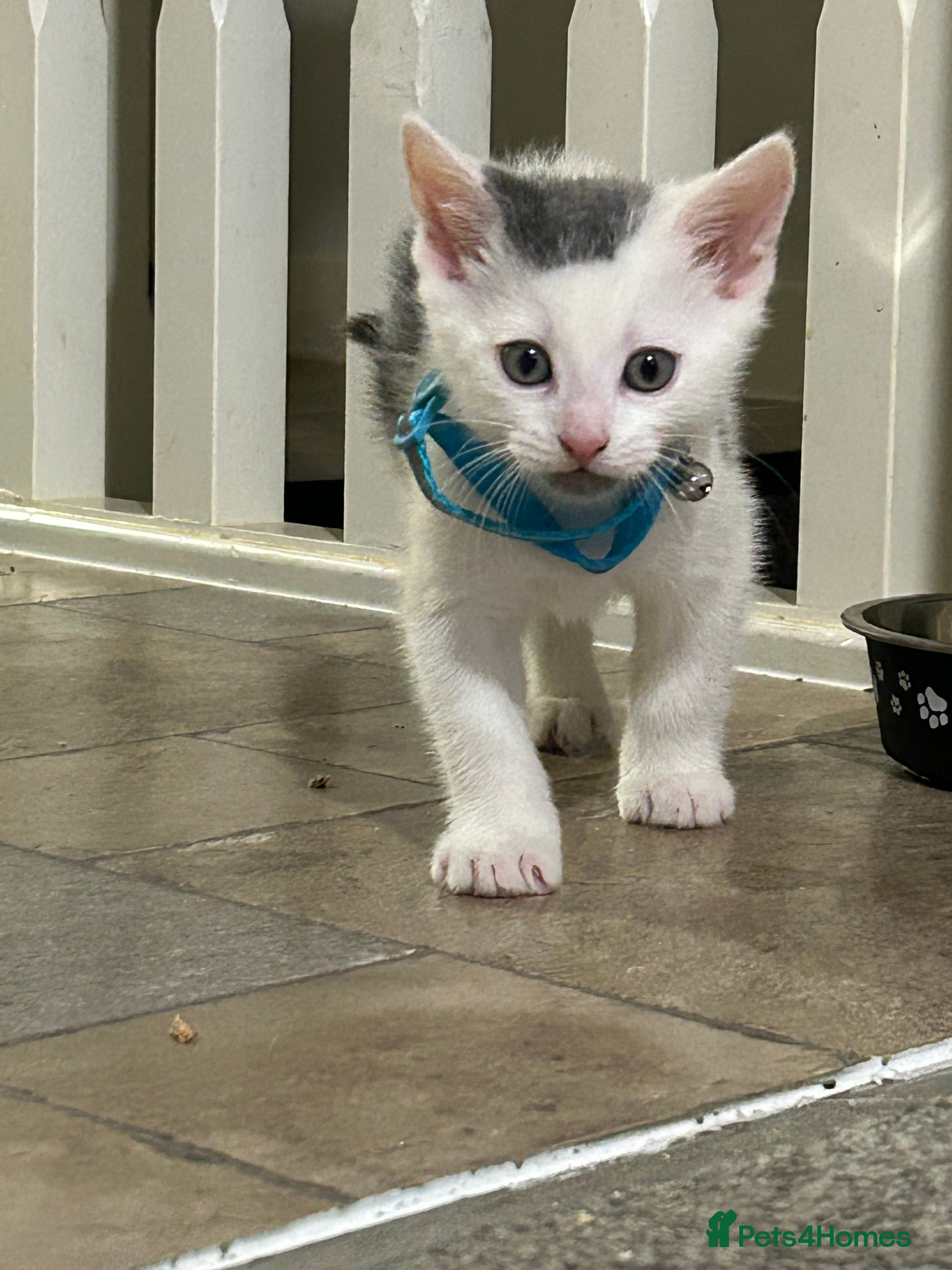 Mixed Breed cats Beautiful grey and white kitten  - Advert 2