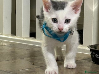 Mixed Breed cats Beautiful grey and white kitten - Advert 12