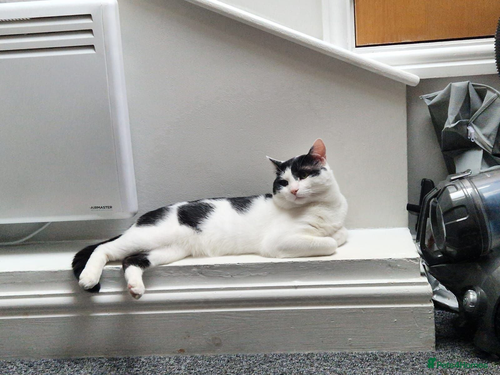 Domestic Shorthair cats Kayo the Gentle Giant seeks loving home - Advert 2