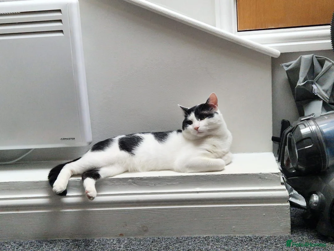 Domestic Shorthair cats for sale: Kayo the Gentle Giant seeks loving home in Cardiff - Advert 1