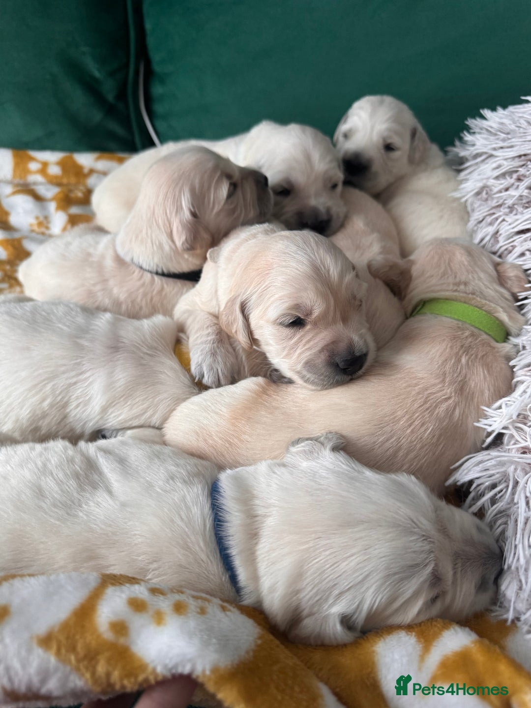 Golden Retriever dogs for sale: Champion line-KC Reg. Golden Retriever Puppies💖💙 - Advert 12