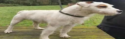 Mixed Breed dogs for sale: Cockerjack puppies - Advert 13