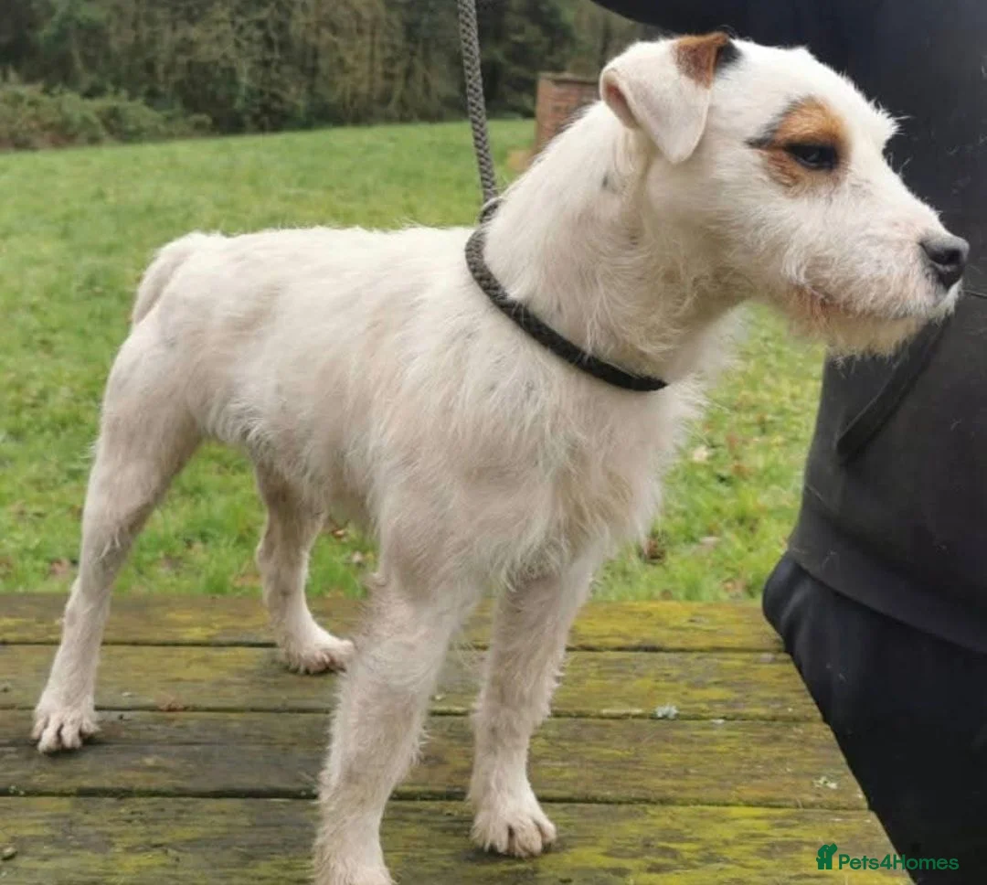 Mixed Breed dogs for sale: Cockerjack puppies - Advert 13
